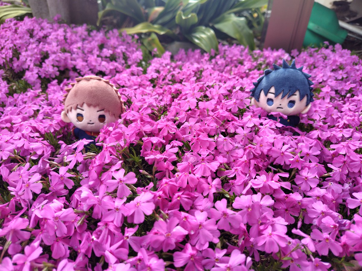 芝桜に埋もれるちびちゃんたち🌼
妖精さんみたいだね🥹💕