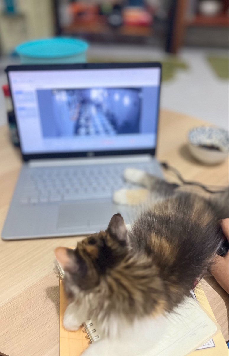 ( ´･ᴗ･` )♡ tweet media