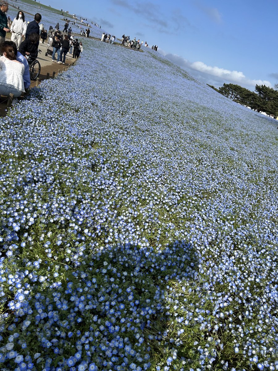 フラグ松 tweet media