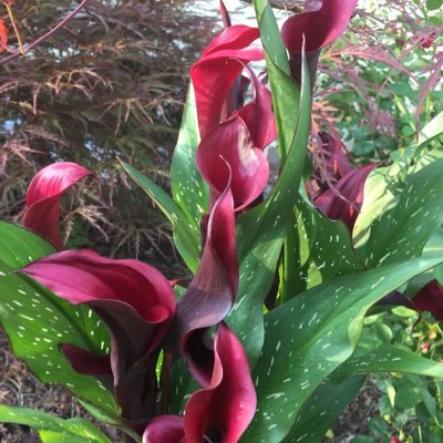 TheTwinPowers's tweet image. "Minds, in general, need to know that it is okay to be quiet." 

In the Midst of Mystics 
#Quote 
@midst_in 

.
#mindfulness 
#Mindful #spiritual 
#Peaceful #Equanimity
#ThinkBIGSundayWithMarsha