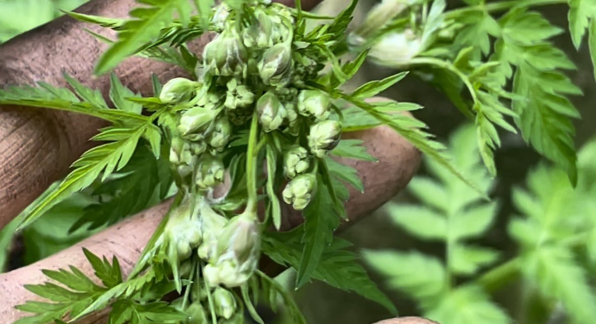 Zwartbles Ireland • Suzanna Crampton tweet media