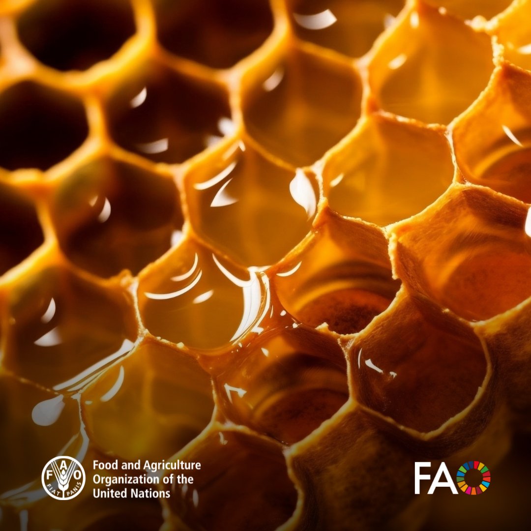 FAO Mozambique tweet media