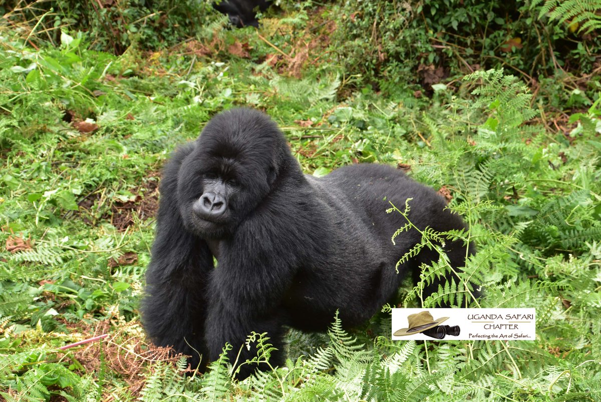 SafariChapter's tweet image. The road is calling… and today, I’m answering.
New places, new stories, new memories waiting to be made.
Where would you go if you could leave right now?
#Gorillas #Adventures #ExploreUganda
#trekking
ugandasafarichapter.com