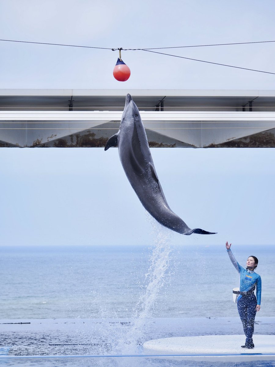 上越市立水族博物館 うみがたり tweet media
