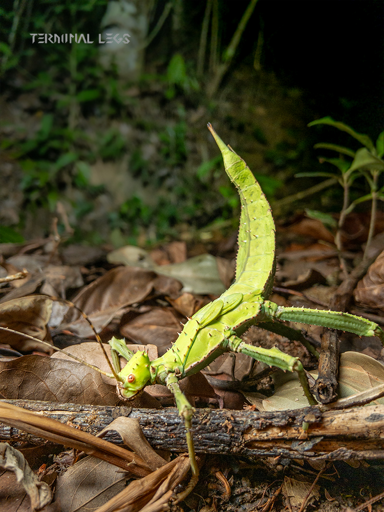 でっけぇ！！！！！ 世界最重量の昆虫の1つ サカダチコノハナナフシを