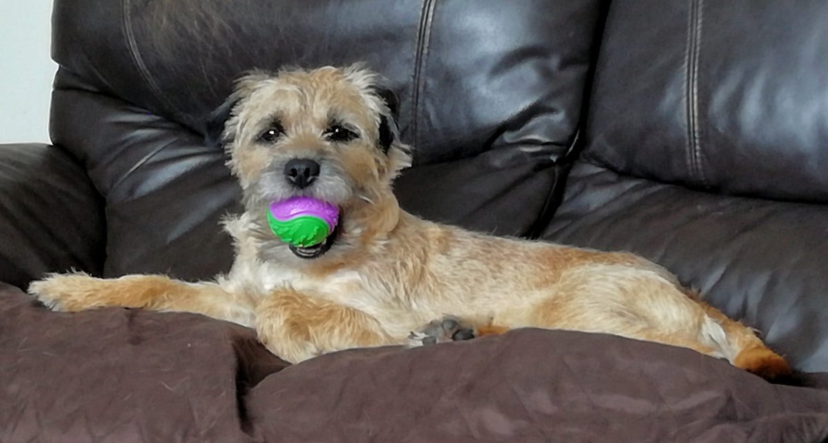 🐾 Honey 🌈 (R.I.P), Dexter & Flynn🐾 tweet media