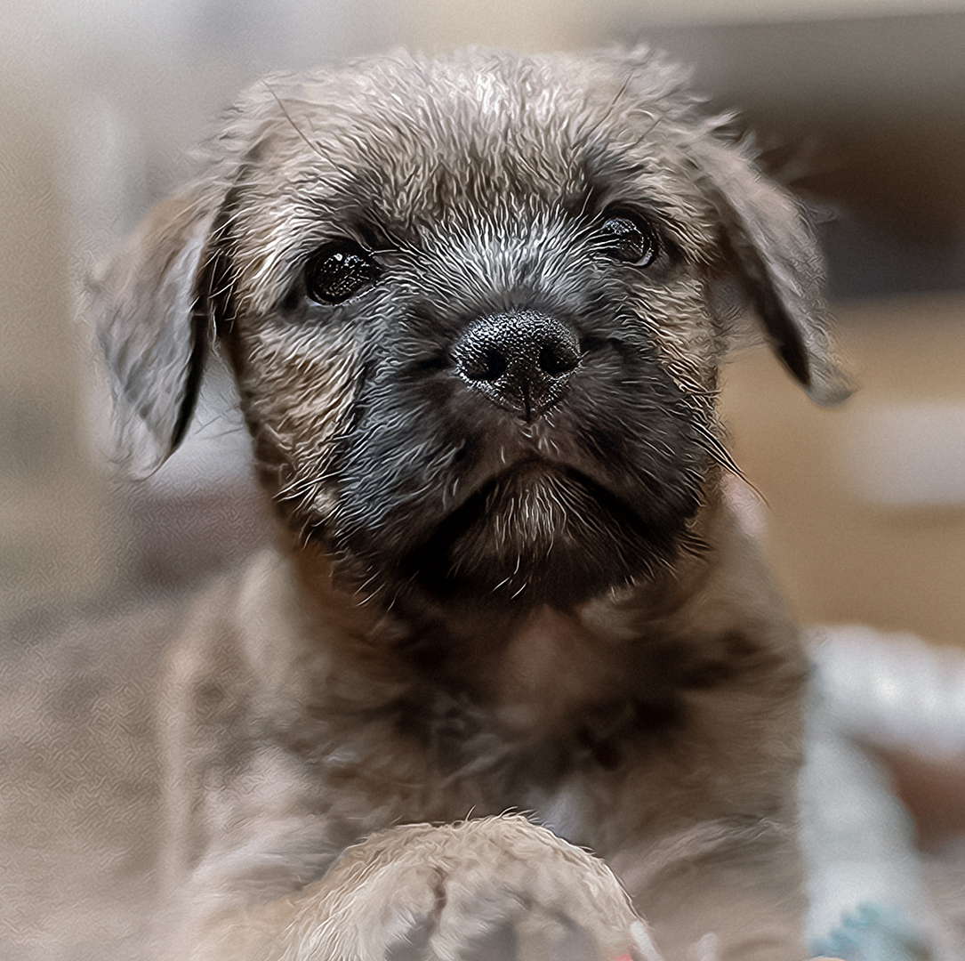 🐾 Honey 🌈 (R.I.P), Dexter & Flynn🐾 tweet media