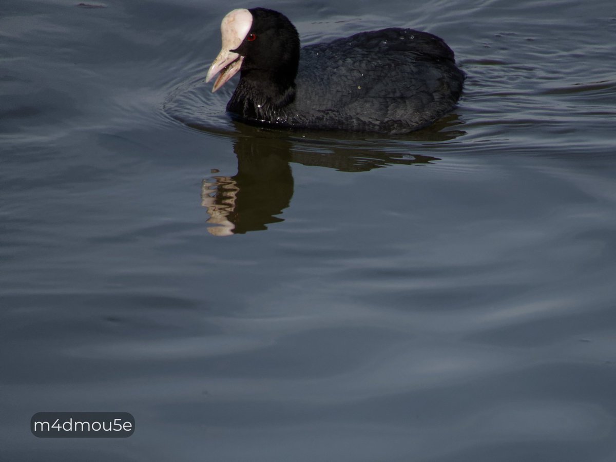 Крипазоид | открытки календари фото с птицами tweet media