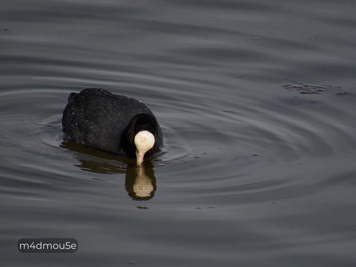 Крипазоид | открытки календари фото с птицами tweet media