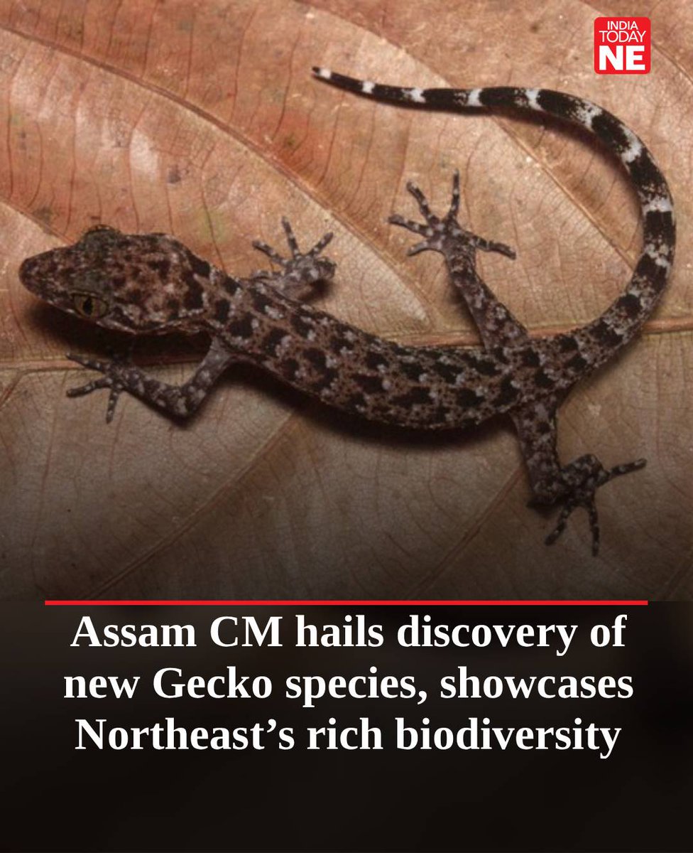 IndiaTodayNE's tweet image. Calling it a proud moment for #Assam and the #Northeast, Chief Minister #HimantaBiswaSarma celebrated the discovery of a new #gecko species, Cyrtodactylus jayadityai, saying it reflects the region’s extraordinary #biodiversity and the rising strength of its researchers.