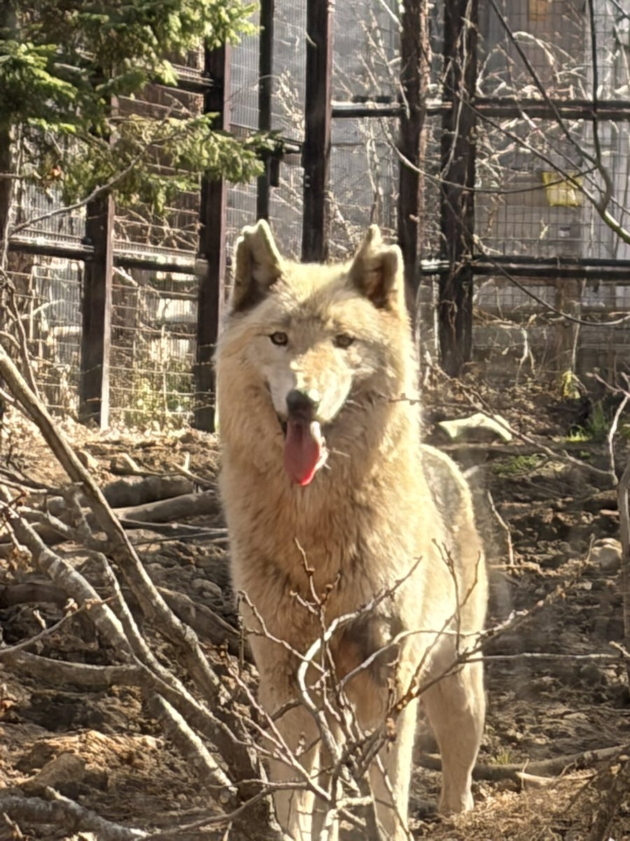 ´⌯ ̫⌯` tweet media