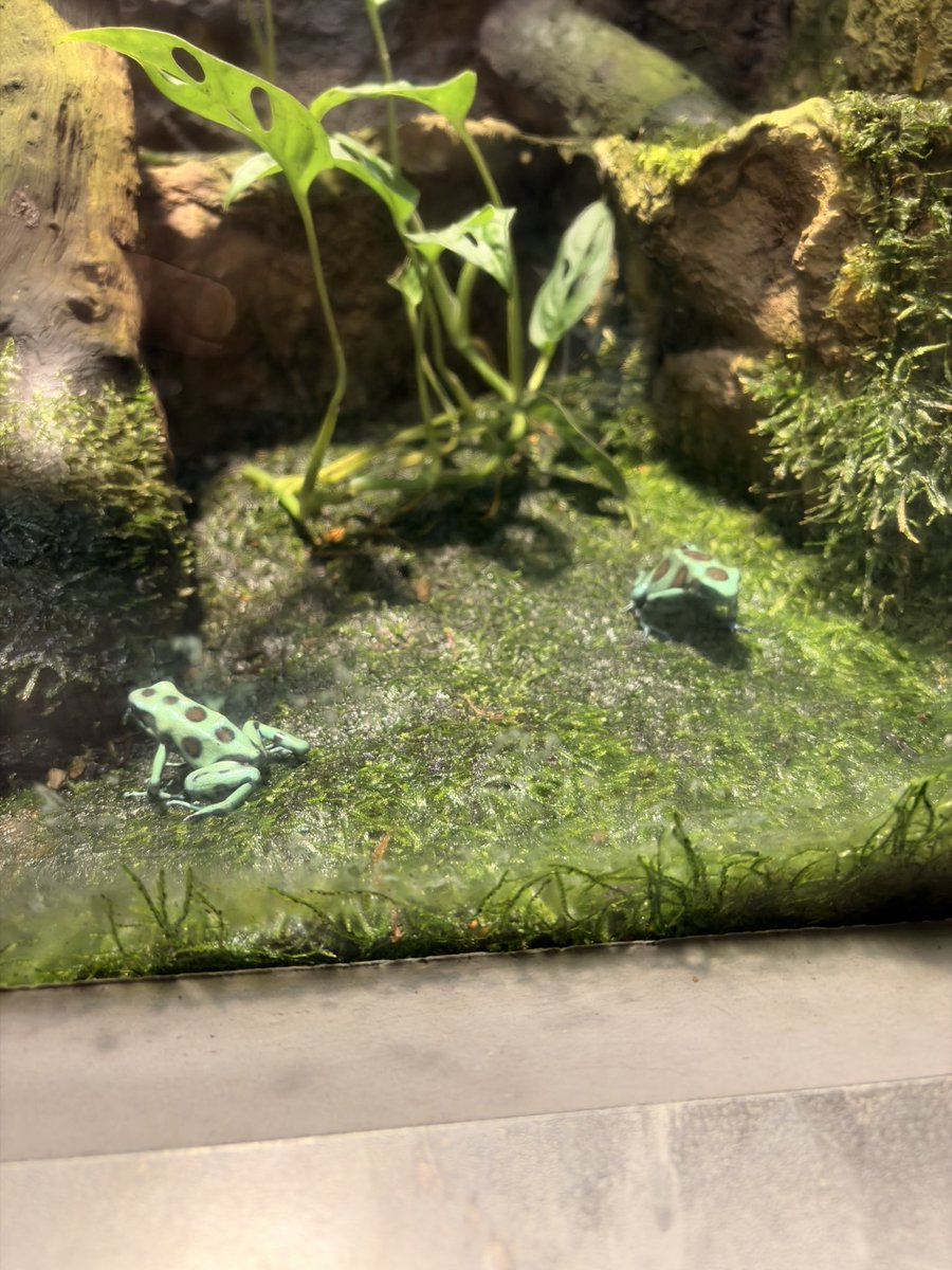 ´⌯ ̫⌯` tweet media