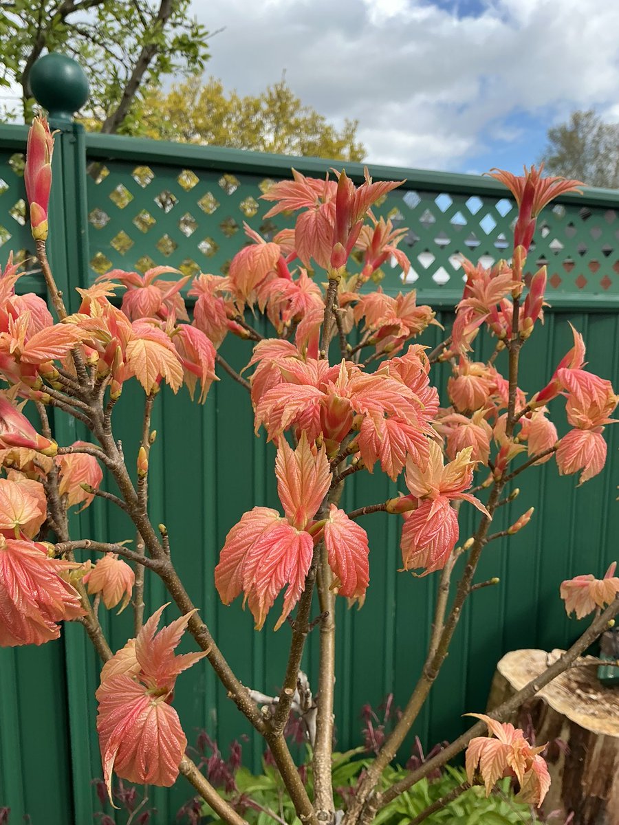 Ella Beard tweet media