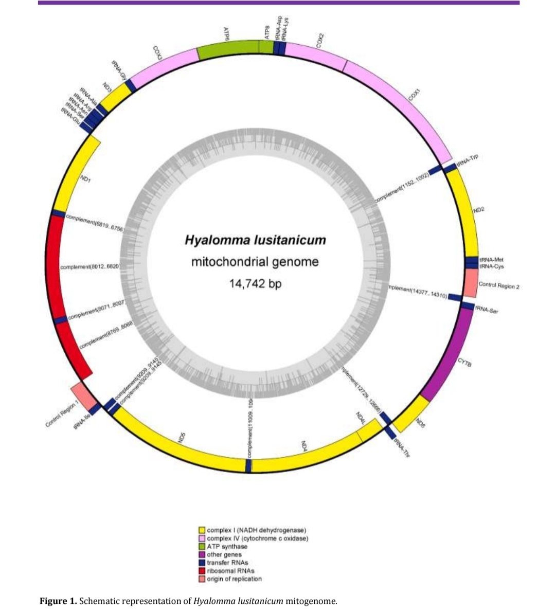 acarological_s's tweet photo. Decoding the complete mitochondrial genome of Hyalomma lusitanicum (Parasitiformes: Ixodidae)
https://t.co/H2VWjq4iGv 
#acari #mite #acarology #ixodidae
#mitochondrialgenome https://t.co/XeHCDdEtEi