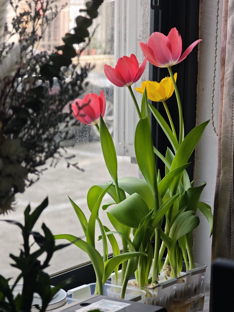 aring9288251's tweet photo. 自己种的郁金香🌷 https://t.co/YfiSsCt1K5