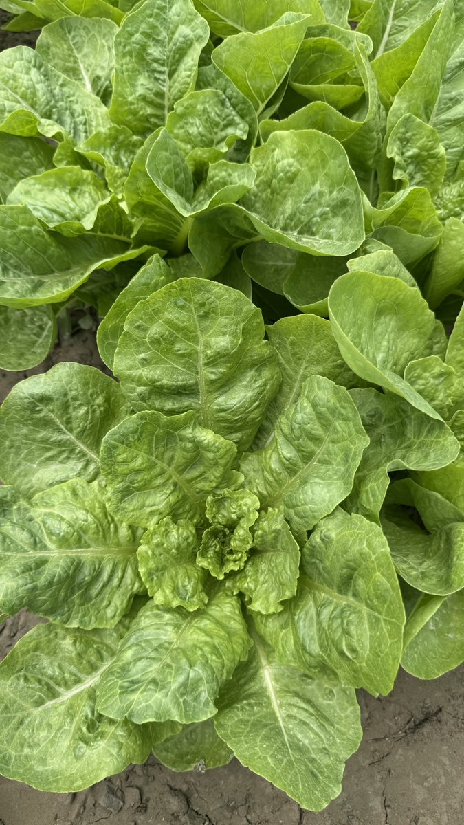 نـَفـافة🌱 tweet media