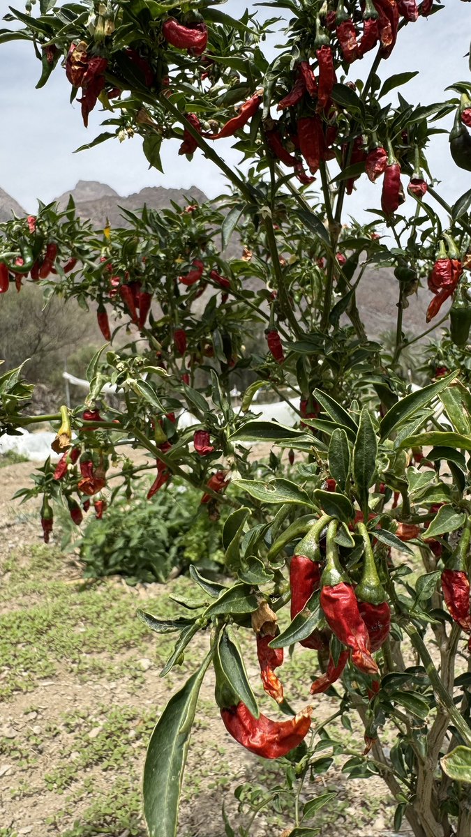 نـَفـافة🌱 tweet media