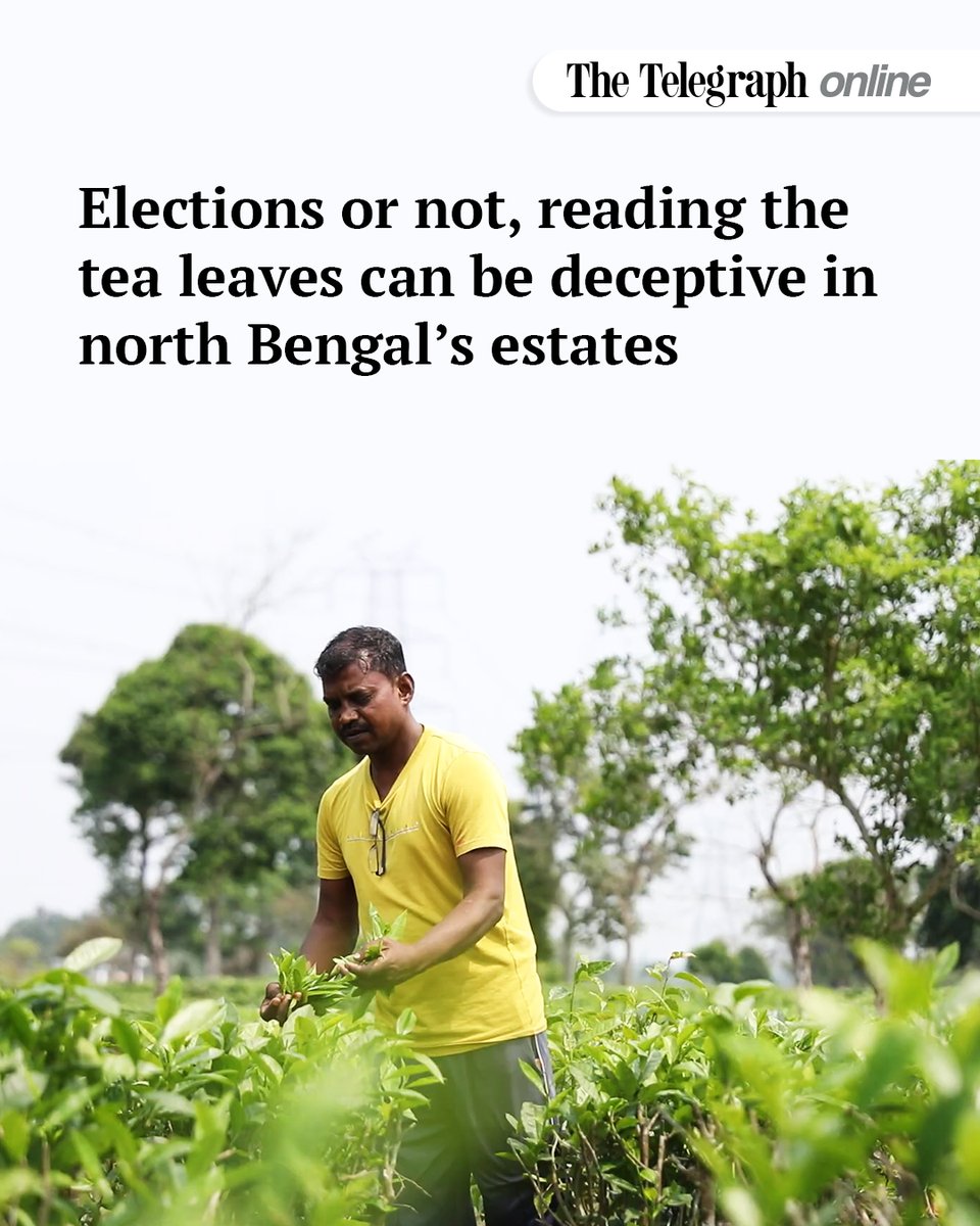 ttindia's tweet image. Despite promises of support, mostly despair brews in the lives of the workers in the gardens that seem clean, well-maintained
#tea #bengal 
Writes @DebayanDuttaa @ribhuchatterji 
telegraphindia.com/gallery/electi…