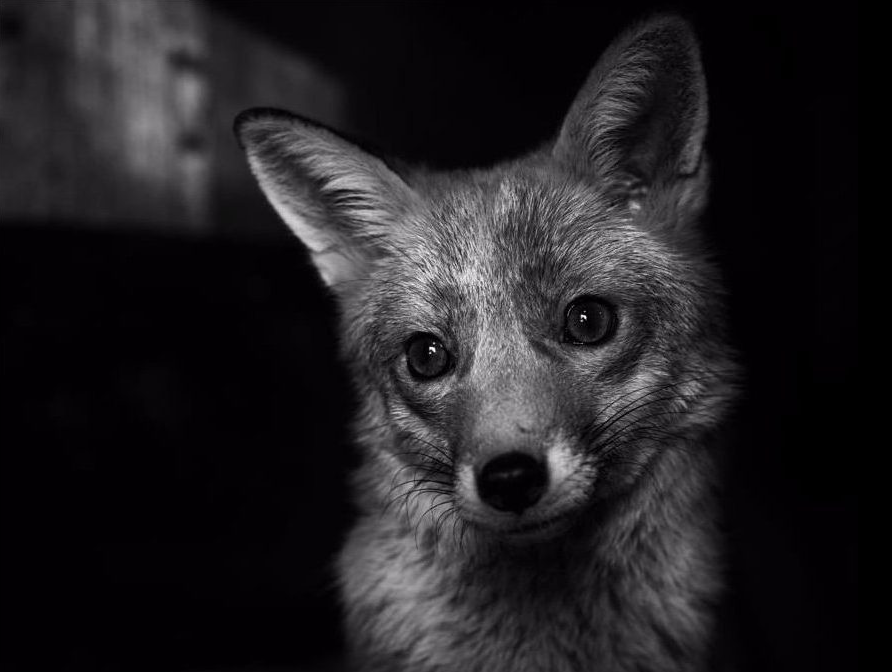 Yesterday I was accused by a beef farmer about being too emotional about foxes and badgers. Bit rich as they always play the emotion card when talking about their animals, animals that will be slaughtered once they reach a certain weight or are no longer useful.
#FoxOfTheDay