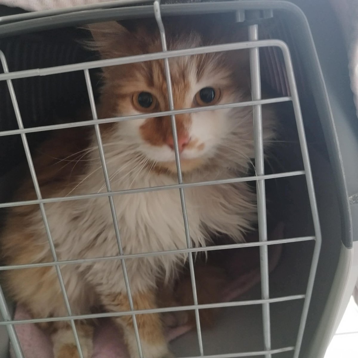 Fᴜɴᴅᴀᴄᴊᴀ Fᴇʟɪɴᴇᴜs tweet media