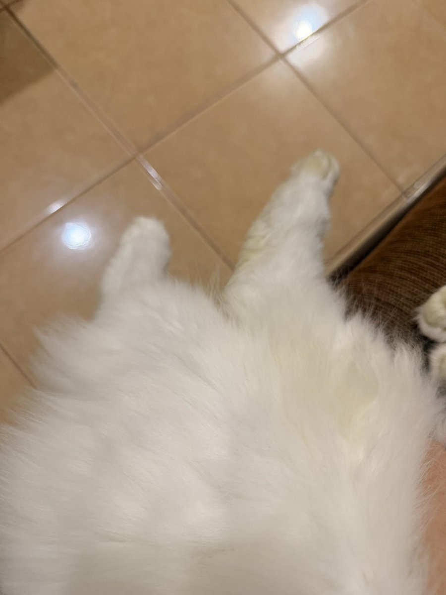 Milo🐥 Uno🦖 tweet media