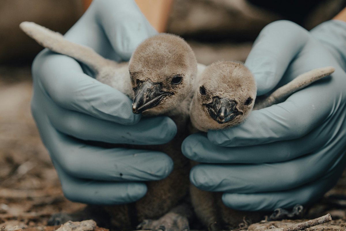 GlobalRT25's tweet photo. Not the ones we see, the ones we don’t.

Wildlife trafficking is stealing lives every day, birds, reptiles, insects, species disappearing in silence.

Rescue doesn’t end at seizure. It begins there.

Help us give them a second chance.🐾
Donate:https://t.co/oFolhbnt4U
credit:Pexel https://t.co/1VIMSV43Dp