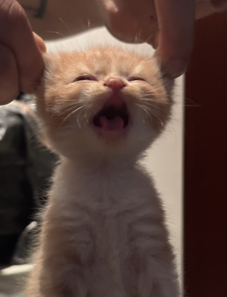 😸💜
