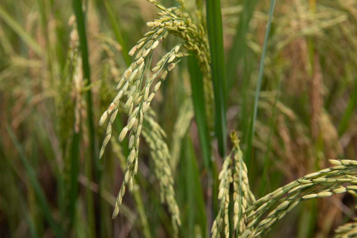 FAOSouthSudan's tweet image. Strengthening #Rice production boosts #FoodSecurity &amp;amp; grows the economy! By increasing productivity, farmers can sell surplus &amp;amp; earn income 🌾🍚📈

With support from @AfDB_Group, FAO, in collaboration with @mafs_ss, has trained farmers in Aweil &amp;amp; distributed seeds to the farmers.