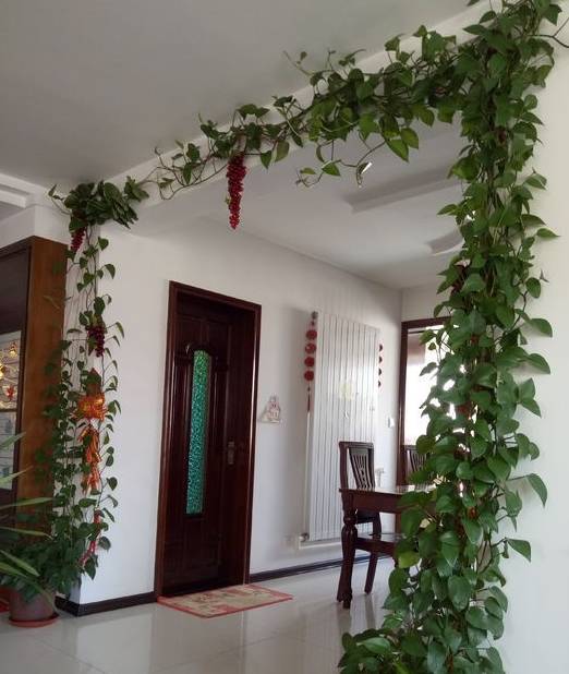 reversezero's tweet image. 1-Minute Green Tip!  Mist pothos leaves 2x/week with filtered water—keeps humidity happy, dust gone, and vines glossy! Perfect for busy plant parents.   #PlantParenthood #GreenLiving