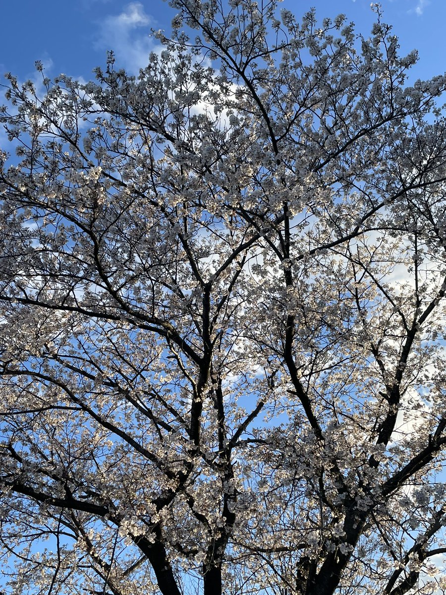 NAKO 🥺つぶやき tweet media