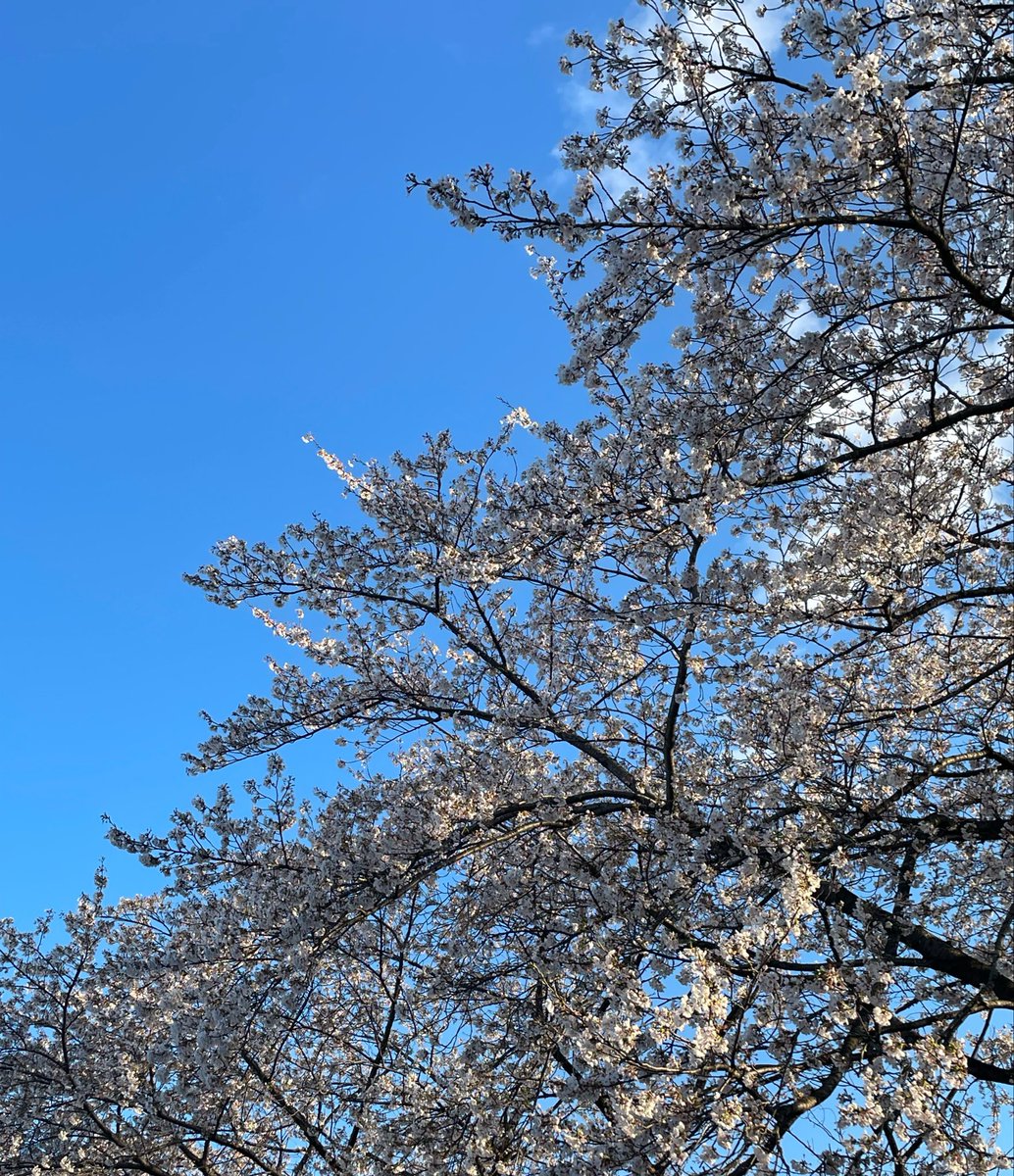 NAKO 🥺つぶやき tweet media