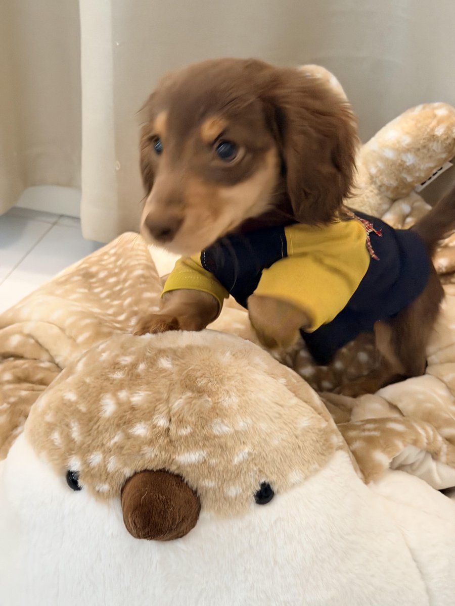 yangyuepin83728's tweet image. Handsomeness is a feeling
©️ yaoyao yy
#dog #pet #puppy #cute