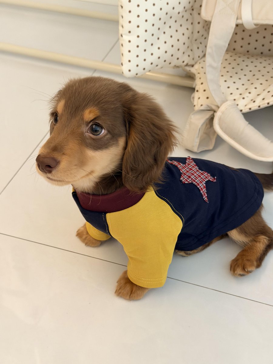 yangyuepin83728's tweet image. Handsomeness is a feeling
©️ yaoyao yy
#dog #pet #puppy #cute