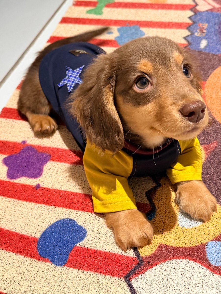 yangyuepin83728's tweet image. Handsomeness is a feeling
©️ yaoyao yy
#dog #pet #puppy #cute