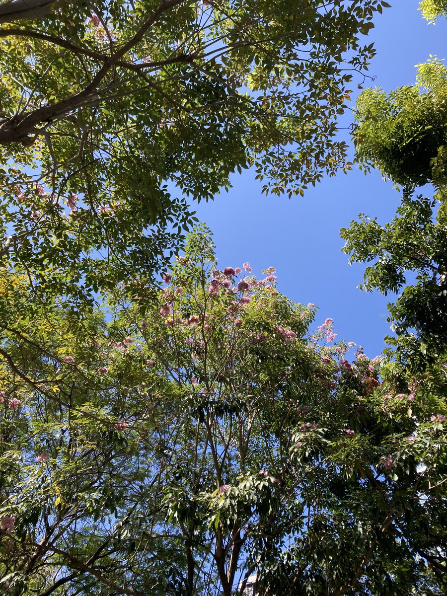 titlejt's tweet image. 2:15 pm 🌸🍃

Taiwan 

Dont forget to look up you might see something. 

🫶🏻

#JanicexTaiwan #Janicexshot #afternoon
