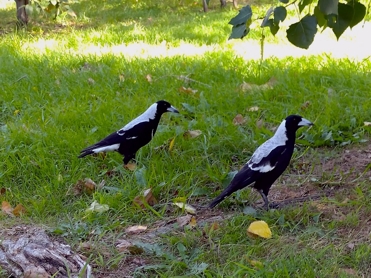 thorfinn's tweet image. An #Autumn afternoon at the creek with a magpie, a heron, a mudlark, &amp;amp; #ducks #getoutside #nature #nokia @WildMelbourne @rebecca_le_get @BirdlifeOz @MandyHerriot