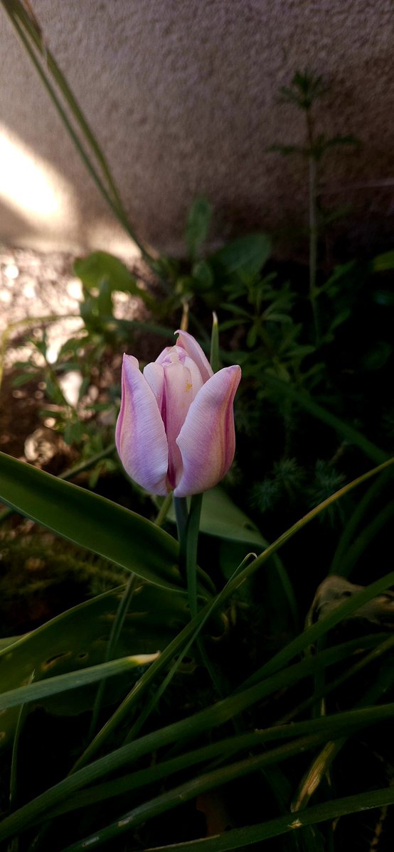 wildchild65410's tweet image. Thursday...🌷

#my📸
#FlowerPower