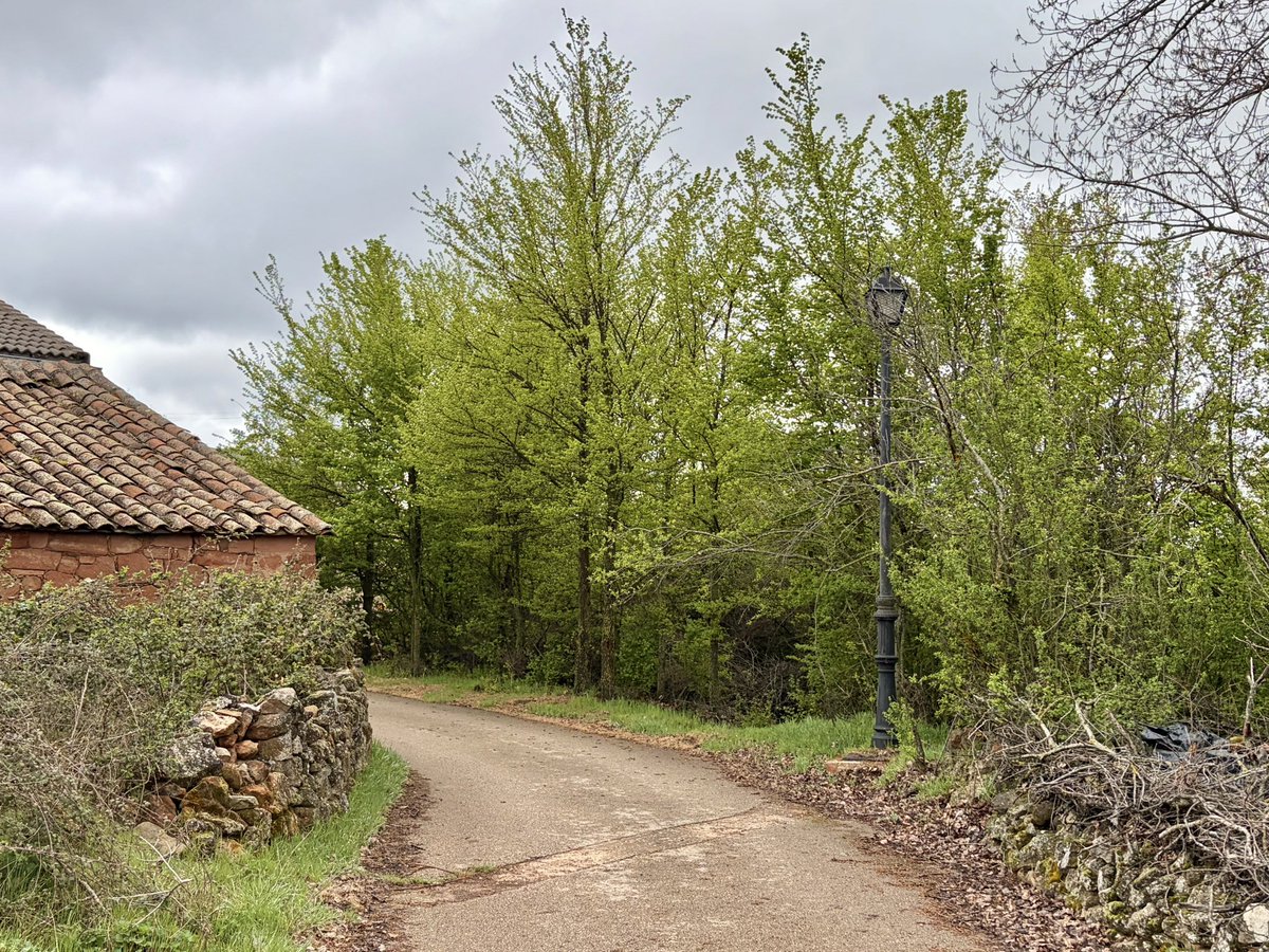 nachoramosc's tweet image. Las arboledas reverdecen y el canto de los pájaros se vuelve frenético. #Primavera #Guadalajara #Castilla