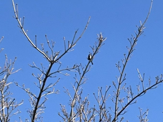 あと1時間。Birbも俺を応援してる 
