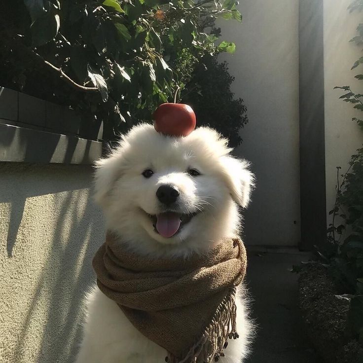 募集垢 tweet media