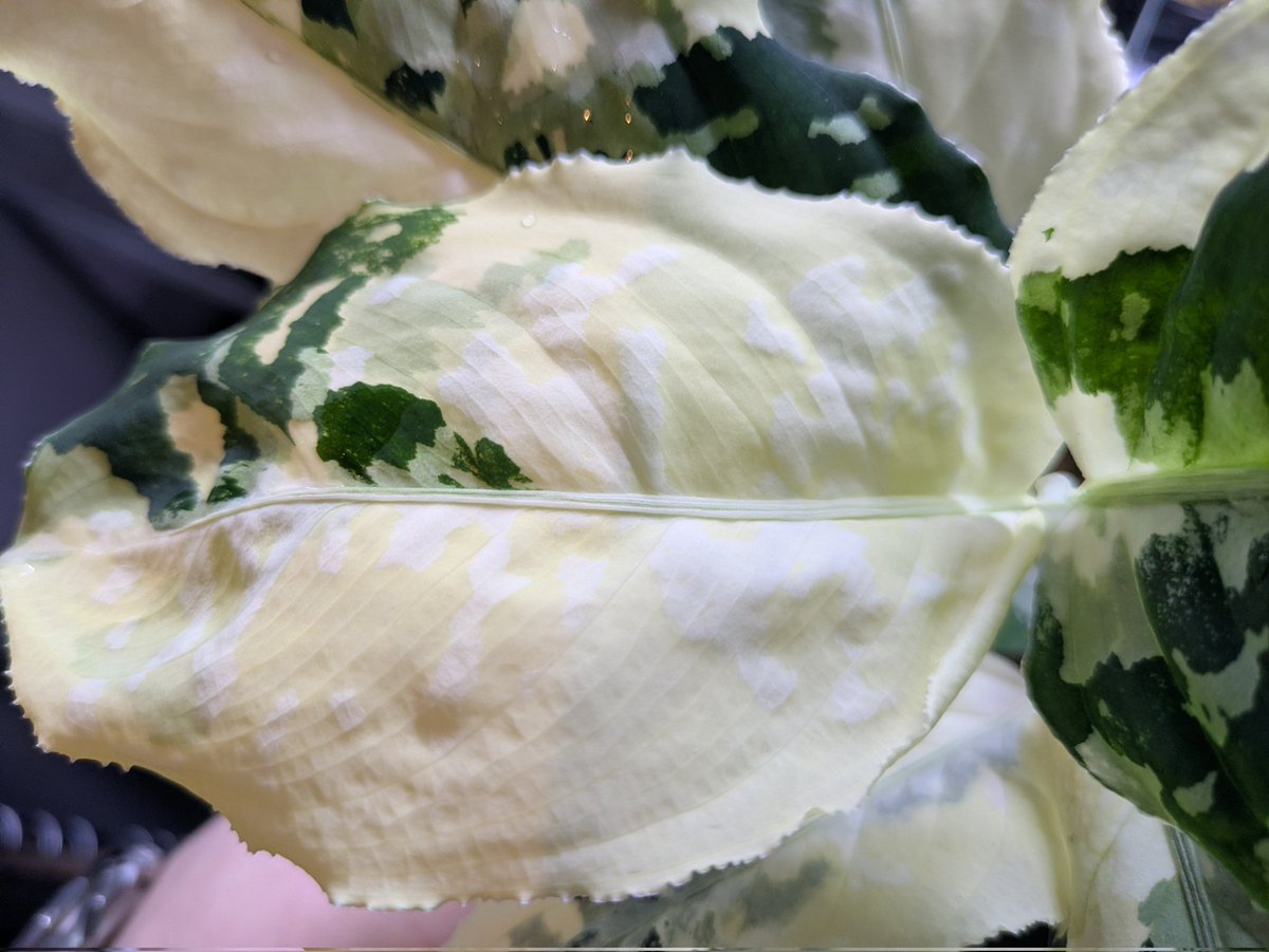 げいる tweet media