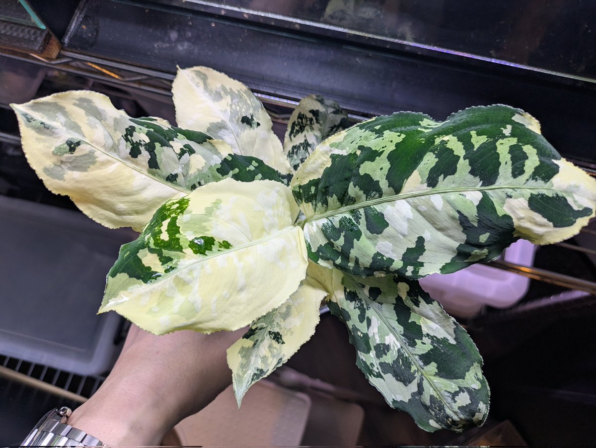 げいる tweet media