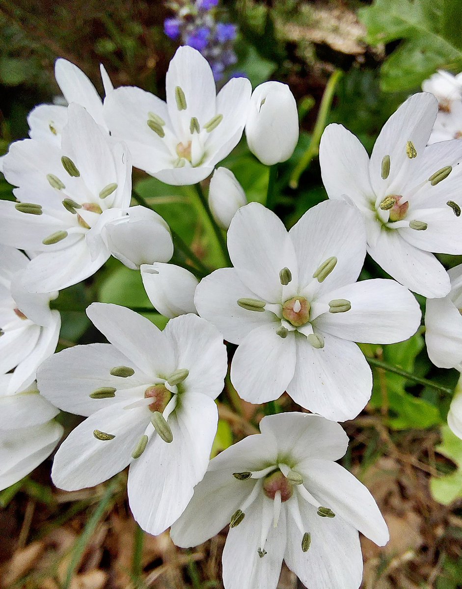 Rosalba Gattari tweet media