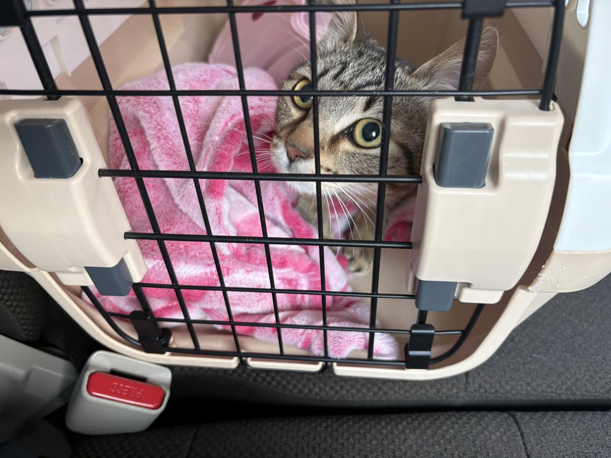 ひいろ tweet media