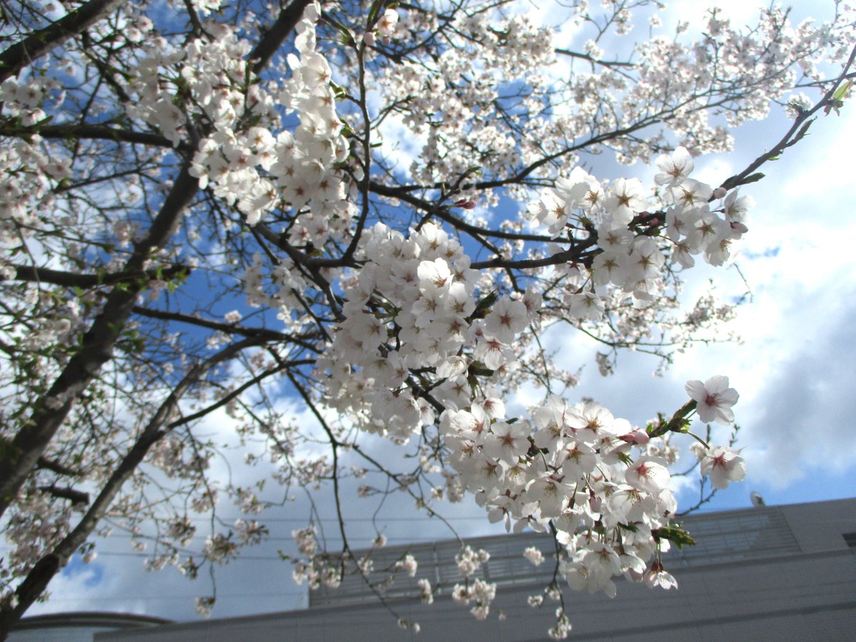 桜が見頃を迎えました。
お花見をしながら、ぜひ図書館にもお立ち寄りください。
児童コーナーから見える桜は、とても癒されますよ。