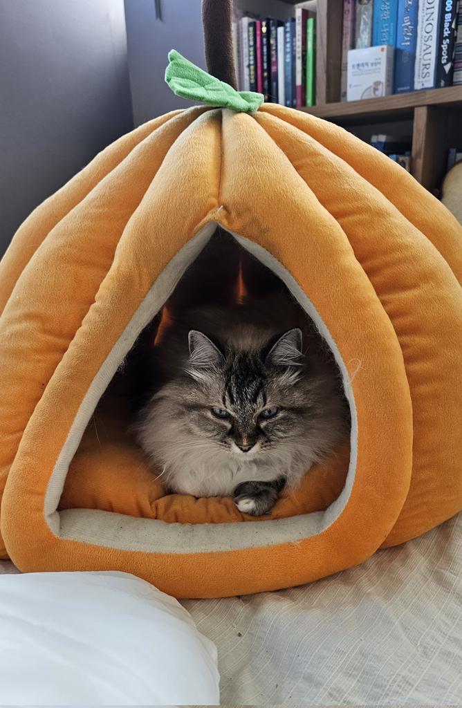 ======== 안좌동의 쵸림이 tweet media