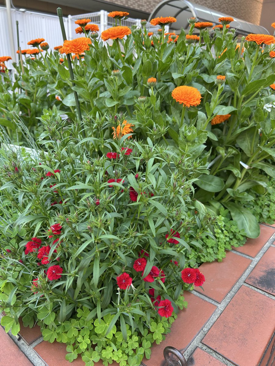 大阪祭典なにわ区民ホールのお花🌼が満開
区の花なでしこも色鮮やかに咲いています。
#区民センター　#なにわ　#大阪市　#桜川　#なでしこ