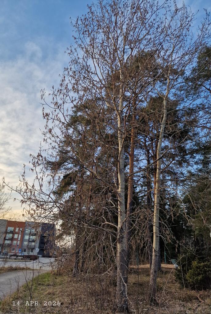 IDadzkov's tweet photo. Aspens bloomed out in Stenhagen Uppsala. Зацвели осины в Стенхагене Упсала.
#nature #spring #trees #aspens #blooming #Stenhagen #park #Uppsala #TreesPhoto https://t.co/8EdZ04wgks