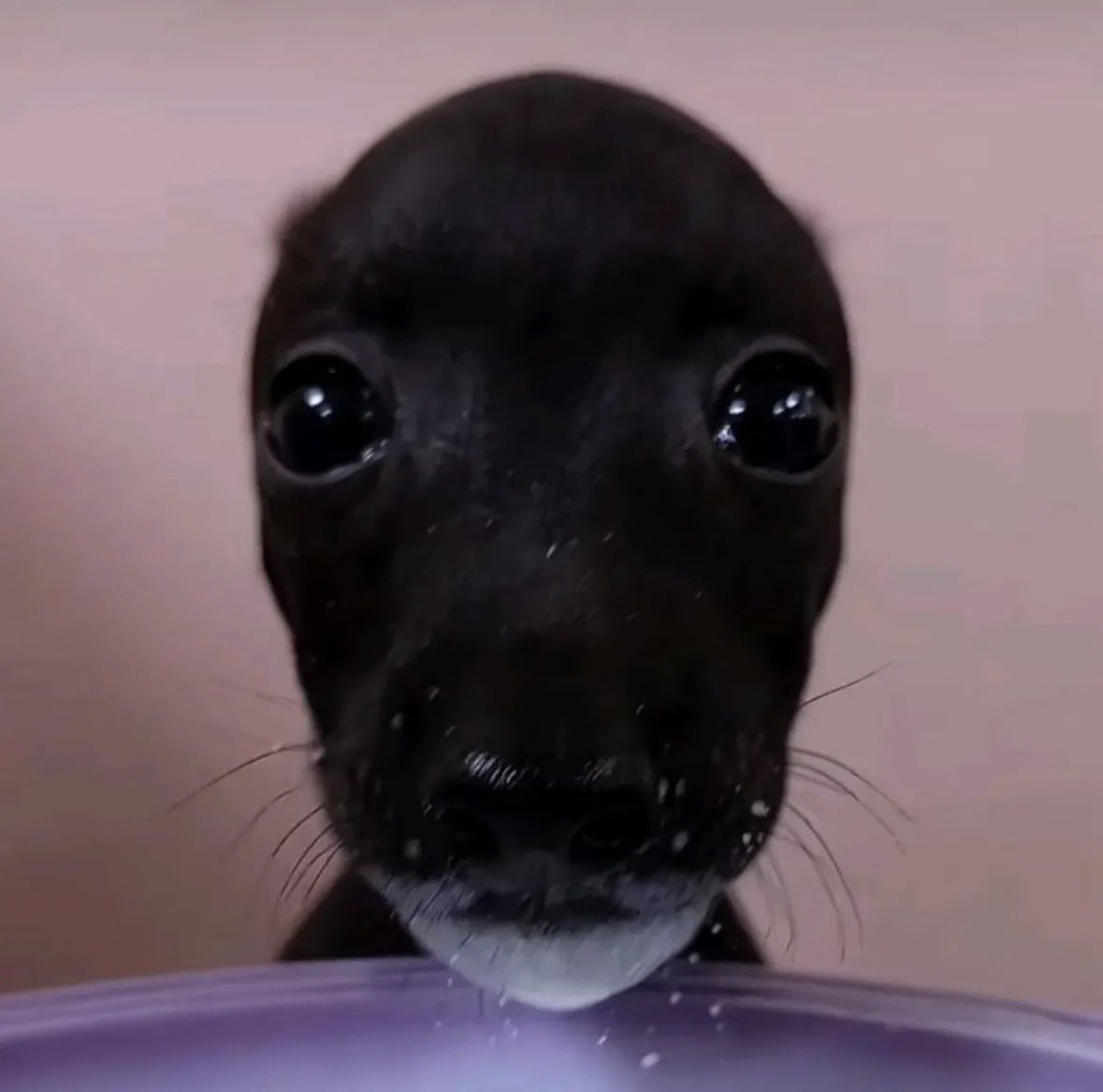 raccoon aesthetic. tweet media