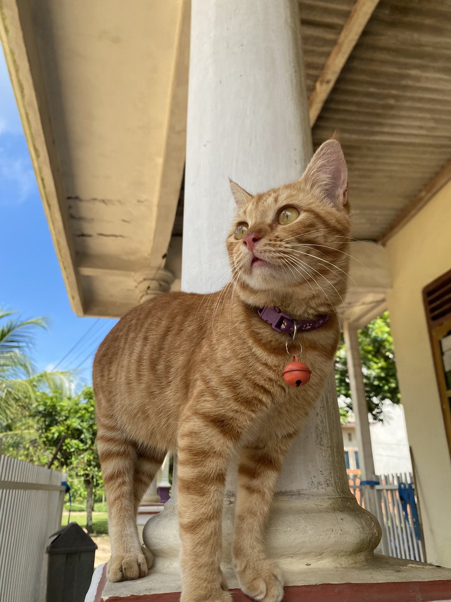 nura🦊🐰 tweet media